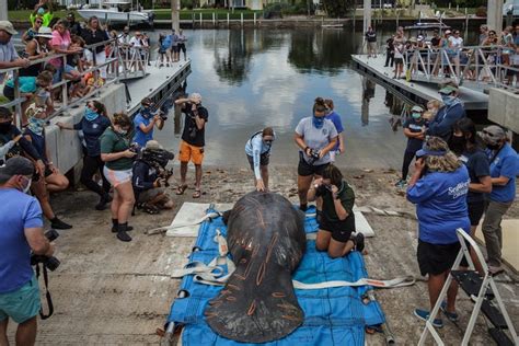 Photos: Manatees in Palm Beach County