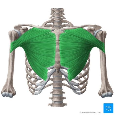 Human Anatomy(Muscles of the Thoracic Cage/Abdominen/Spine)(Identify ...