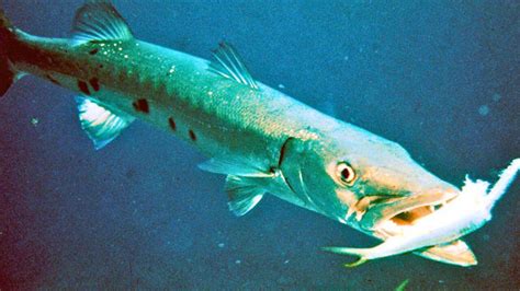 Meet the barracuda: The lightning-fast fish with razor-sharp teeth and ...