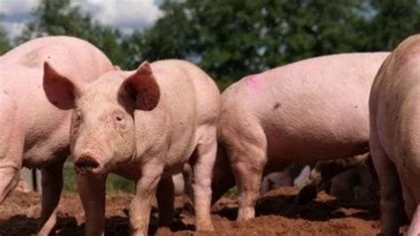 Mizoram suffers Rs 114.64 crore loss due to African swine fever in 2025