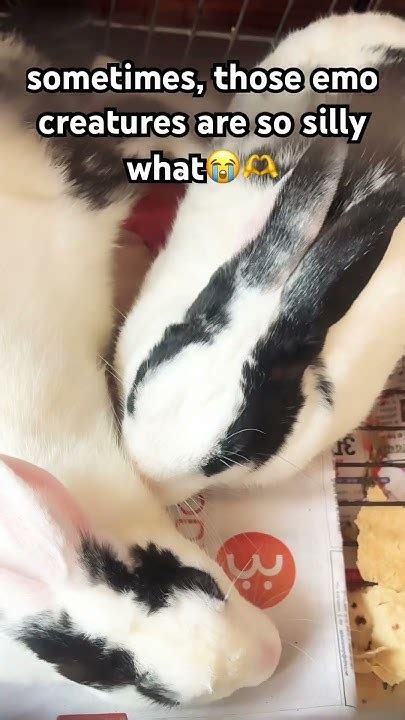 😭🫶 #rabbit #memes #rabbits #shorts #fyp #trending - YouTube