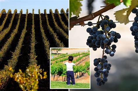 Napa Valley elites look to children to save their crumbling empires while plotting new attractions