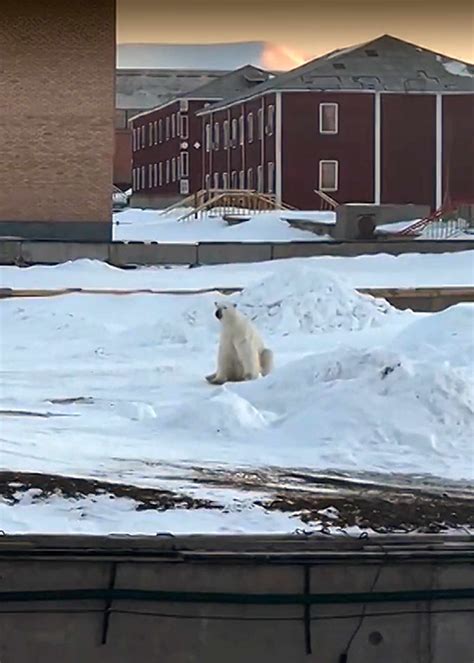 Man Outruns Polar Bear on Snowmobile in Heart-Racing Moment Caught on Camera