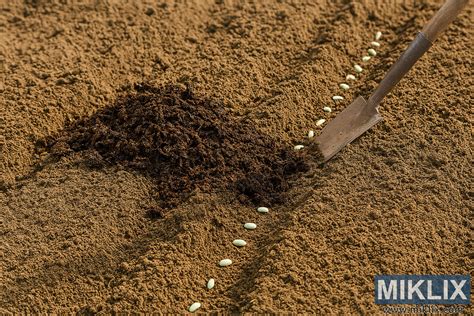 Download Compost Mixing in Garden Soil for Green Bean Planting - Miklix