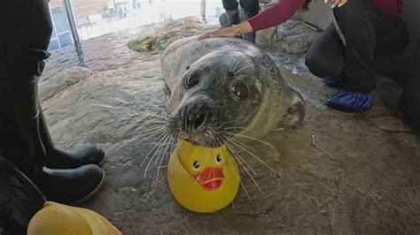 Reggae the seal makes debut at New England Aquarium