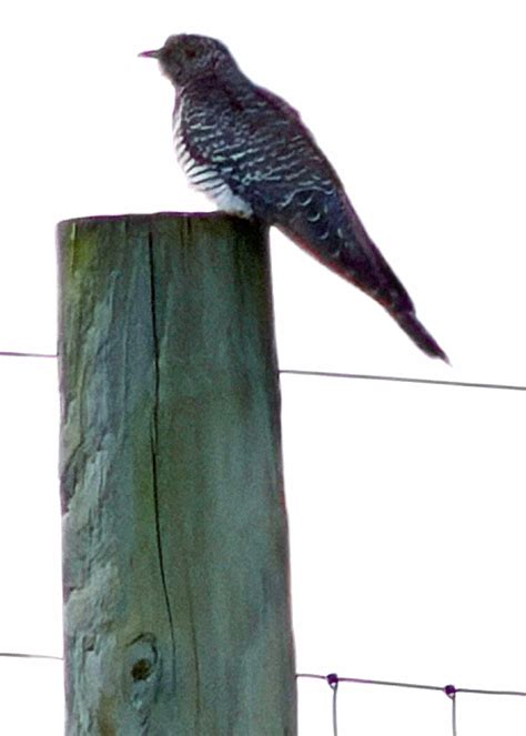A Rare Visitor to Long Island Is Driving Birders Cuckoo - The New York ...