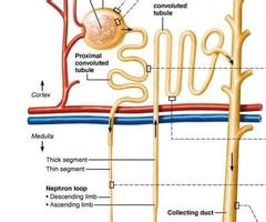 Urinary system Flashcards | Quizlet