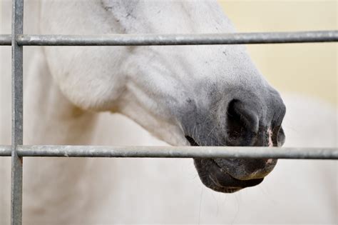 Strangles Case Confirmed at Private Florida Facility – The Horse