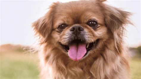 The way dogs say goodbye reveals how much they love their owners (their ...