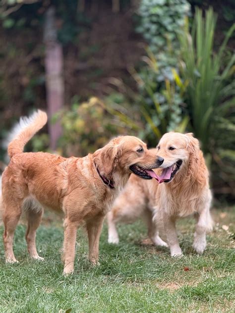 Golden Retriever Meet, Enslow Farm, Bletchingdon Road, Kidlington OX5 ...