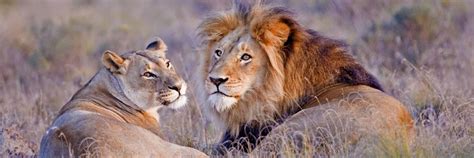 Cheap Flights from Delhi to Kenya with Kenya Airways
