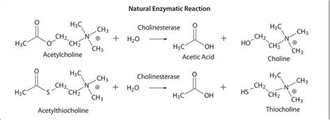 Acetylcholinesterase buffered aqueous solution, main = 500units/mg ...