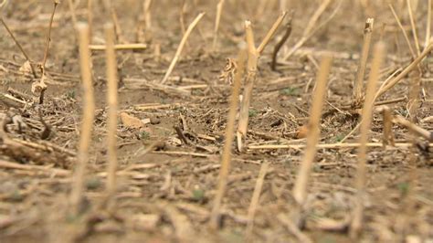Saskatchewan farmers look to the future after months of drought ...