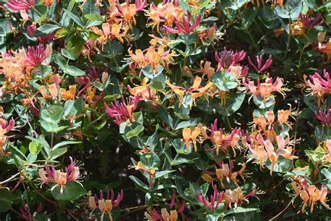 It’s the Best Time of Year to Treat This Invasive Shrub — How to Get ...