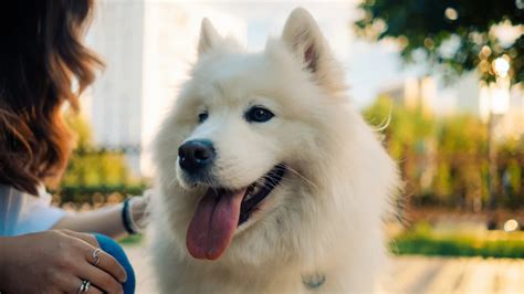 This Samoyed Won’t Stop Looking Back at His Human During Walks—and ...