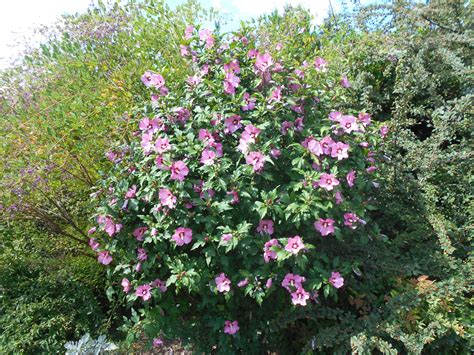 Rose of Sharon (Hibiscus syriacus) - How to Grow & Care Guide