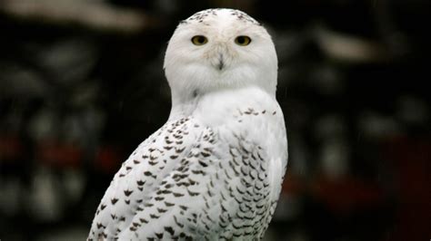 Snowy owl makes rare appearance in Ohio. Here's where you might see it