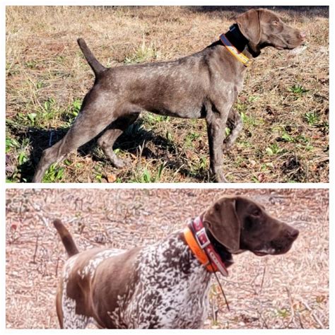 GERMAN SHORT HAIR PUPPIES