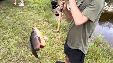 Catching 15 wild Oscar fish in the Everglades