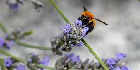 Types of Bees: Understanding the Main Groups of Bees Worldwide – Beevive