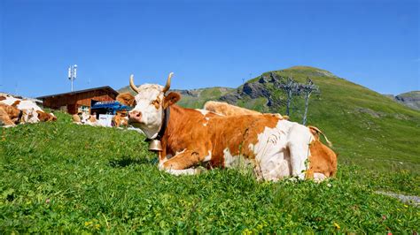 Bachalpsee Switzerland alpine lake hike first (4K)