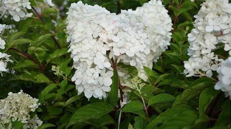 How to Grow Hydrangea Paniculata: Full Sun, Hardy Hydrangea Care Guide ...
