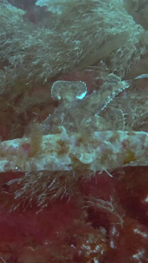 Sea Monk Stock Videos – Royalty-Free HD & 4K Videos | Page 3