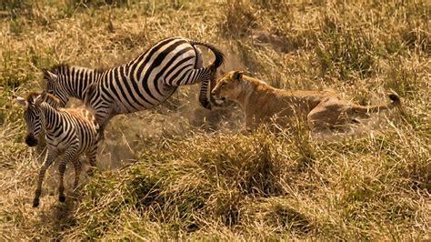 Watch what happens when a zebra defends its baby from a lion