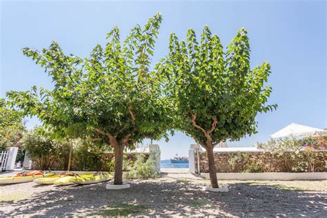 Thalpos Holidays Chora | Travel Agency - Skopelos.com