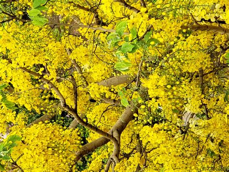Amaltas (Cassia fistula) Benefits, Uses, Dosage & Side Effects
