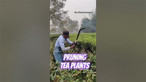 Pruning Tea Plants #pruning #farming #ecopluckadventures #shortsvideo # ...