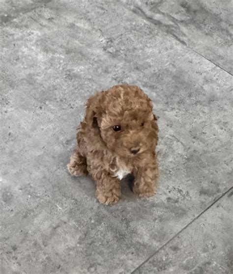 Bichoodle - Caroilne - PetsForHomes