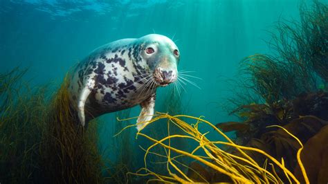 Spanish man crowned Underwater Photographer of the Year for humpback ...