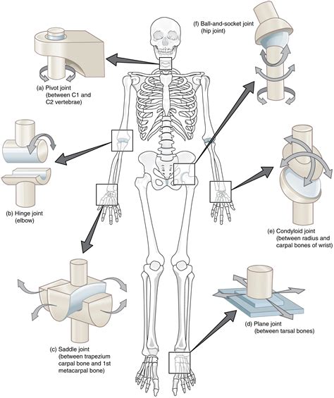9.4 Synovial Joints - Anatomy and Physiology 2e | OpenStax