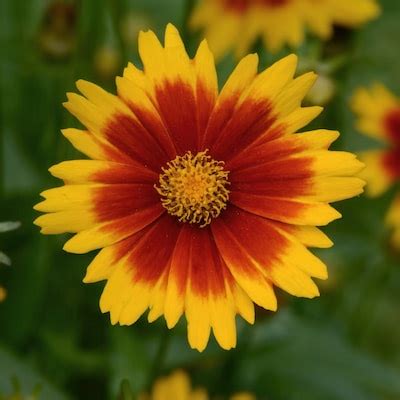 Coreopsis UpTick Gold and Bronze Plants, Bulbs & Seeds at Lowes.com