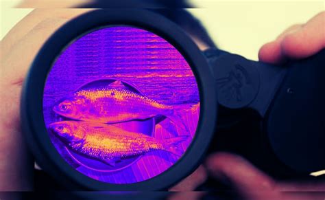 बांग्लादेश ने इस मछली को बचाने को झोंक दी पूरी सेना, समुद्र में तैनात ...