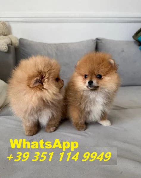bellissimi cuccioli di Volpino Pomerania maschio e femmina