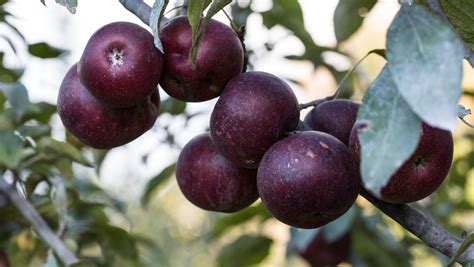 Mead, hard cider may make comeback at brewery in South Jersey