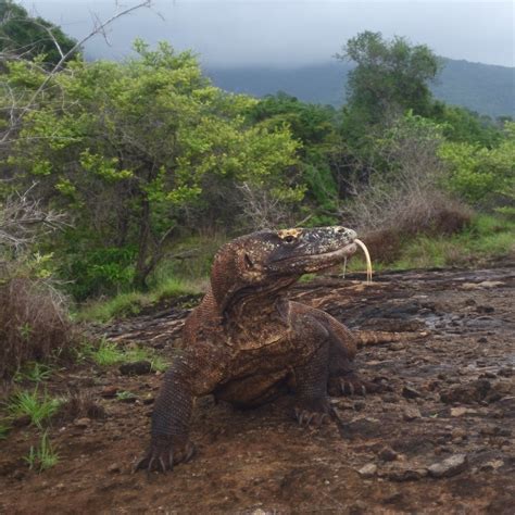 An adult male Komodo dragon (Varanus komodoensis) on Komodo Island ...