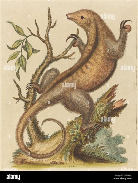 Anteater claws hi-res stock photography and images - Alamy