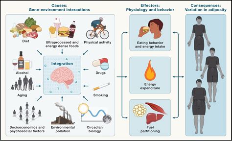 Brain’s energy control map offers blueprint for next-gen weight loss therapies