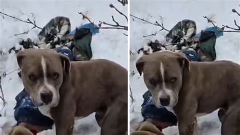 Heartwarming Video Shows Pet Dog Shivering, Standing Guard Next To ...