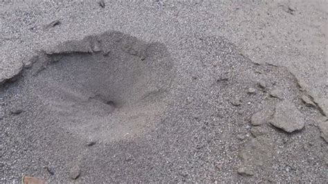 Why these tiny sand pits are actually death traps - then something ...