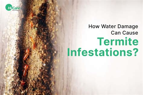 How Water Damage Can Cause Termite Infestations? – HiCare (A Rentokil ...