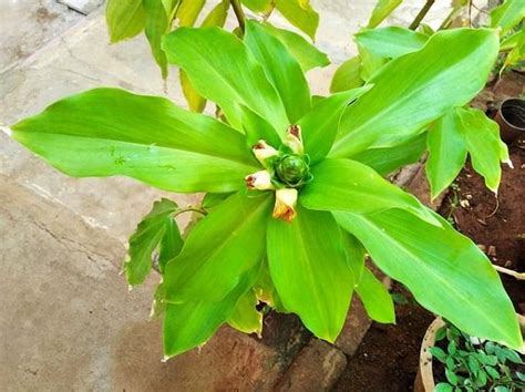 घर पर इंसुलिन प्लांट कैसे उगाएं, जानिए पूरी गाइड, फायदे और आसान देखभाल ...