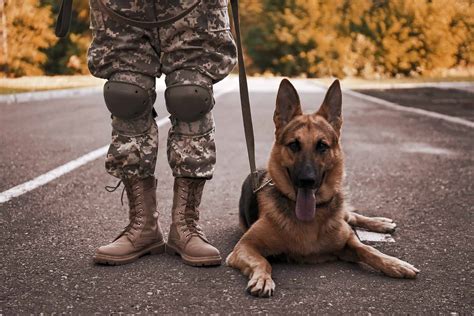 Four-Legged Heroes: Honoring the Military Working Dogs Who Serve in ...