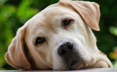 Browse Labrador Retriever dogs and puppies for sale in County Larne