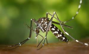 Haryana issues tougher dengue regulations: The risk is year-round ...