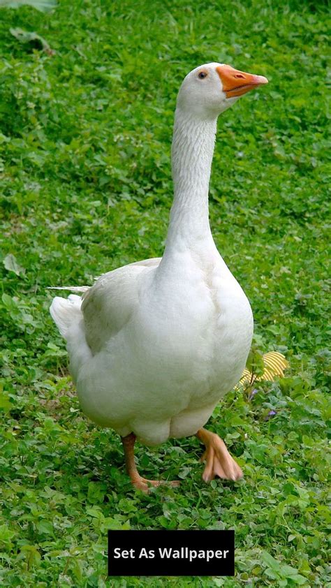 Descargar Goose Wallpaper en PC | GameLoop Oficial