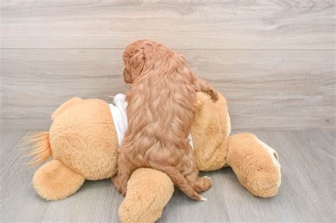 Cavapoo Valora: 2lb 10oz Doodle Puppy